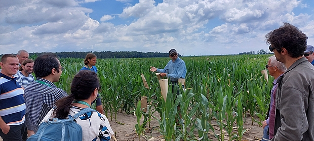 Zdjęcie 5 Wizyta uczestników Seminarium na polach doświadczalnych HR Smolice. Janusz Rogacki pokazuje usuwanie pyłku kukurydzy.