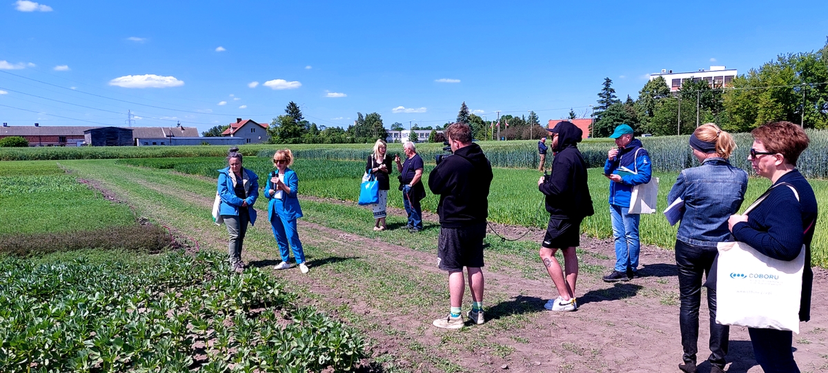 Wizyty na poletkach doświadczalnych przy COBORU – A. Osiecka przedstawia informacje o roślinach bobowatych 