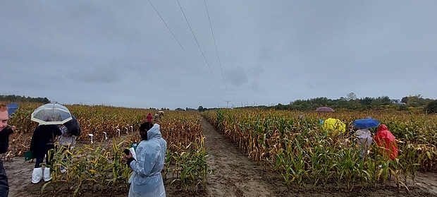 Część praktyczna spotkania TW on Maize 2022 – SDOO w Przecławiu 